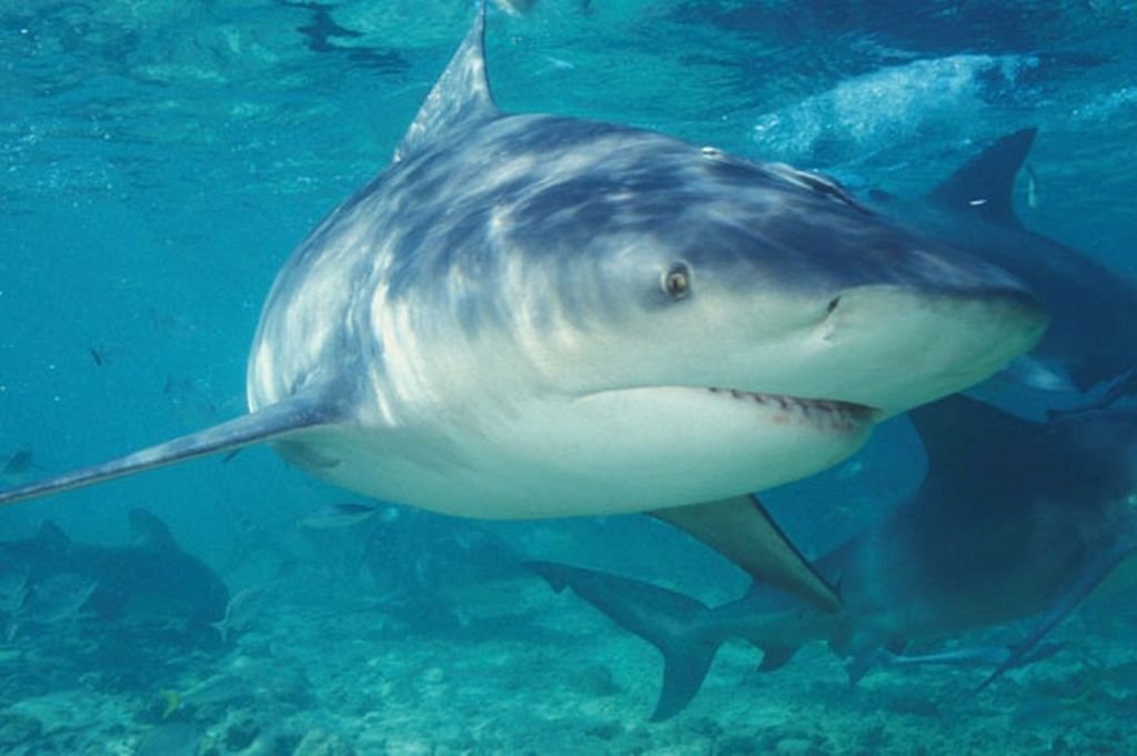 bull-shark-pic-getty-images-232275602-185174