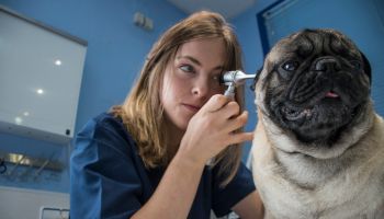 Veterinarian examining ears of a dog with an otoscope in a veterinary clinic