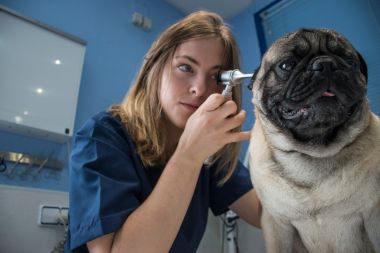 Veterinarian examining ears of a dog with an otoscope in a veterinary clinic