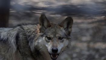 Mexican Wolves At Chapultepec Zoo