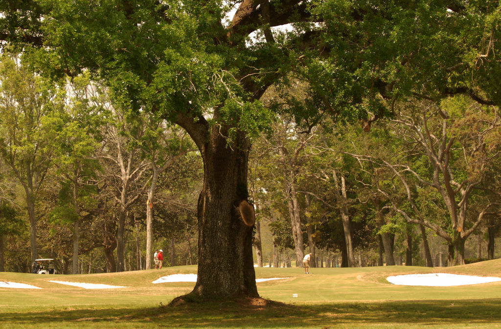 5 APRIL 2006: ROBERT TRENT JONES GOLF TRAIL ALABAMA- A daunting fininshing hole at the Azalea Course at Lakewood Country Club in Point Clear as a large oak tree fronts the green. Staff photo by Jim Mahoney and saved in adtravel