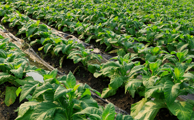 Tobacco leaf plant grow at field
