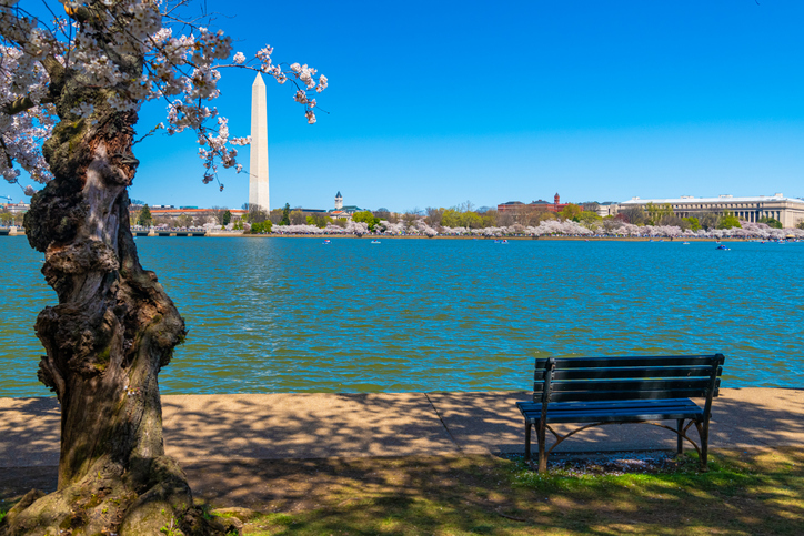 cozy bench on the shore of a pond overlooking the Washington Monument and cherry blossoms.