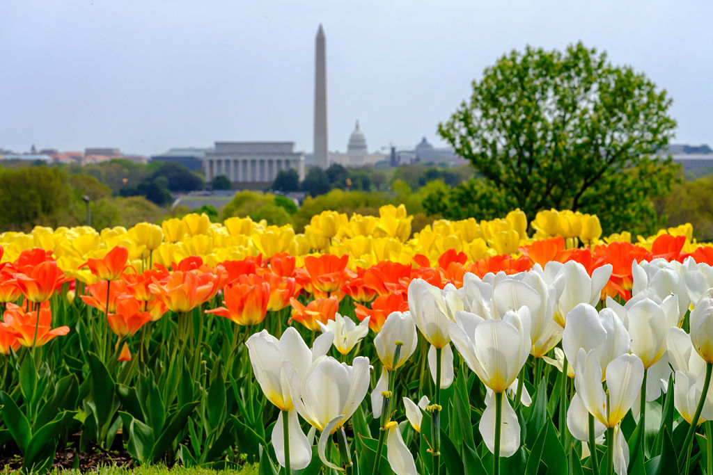 Washington Spring Tulips
